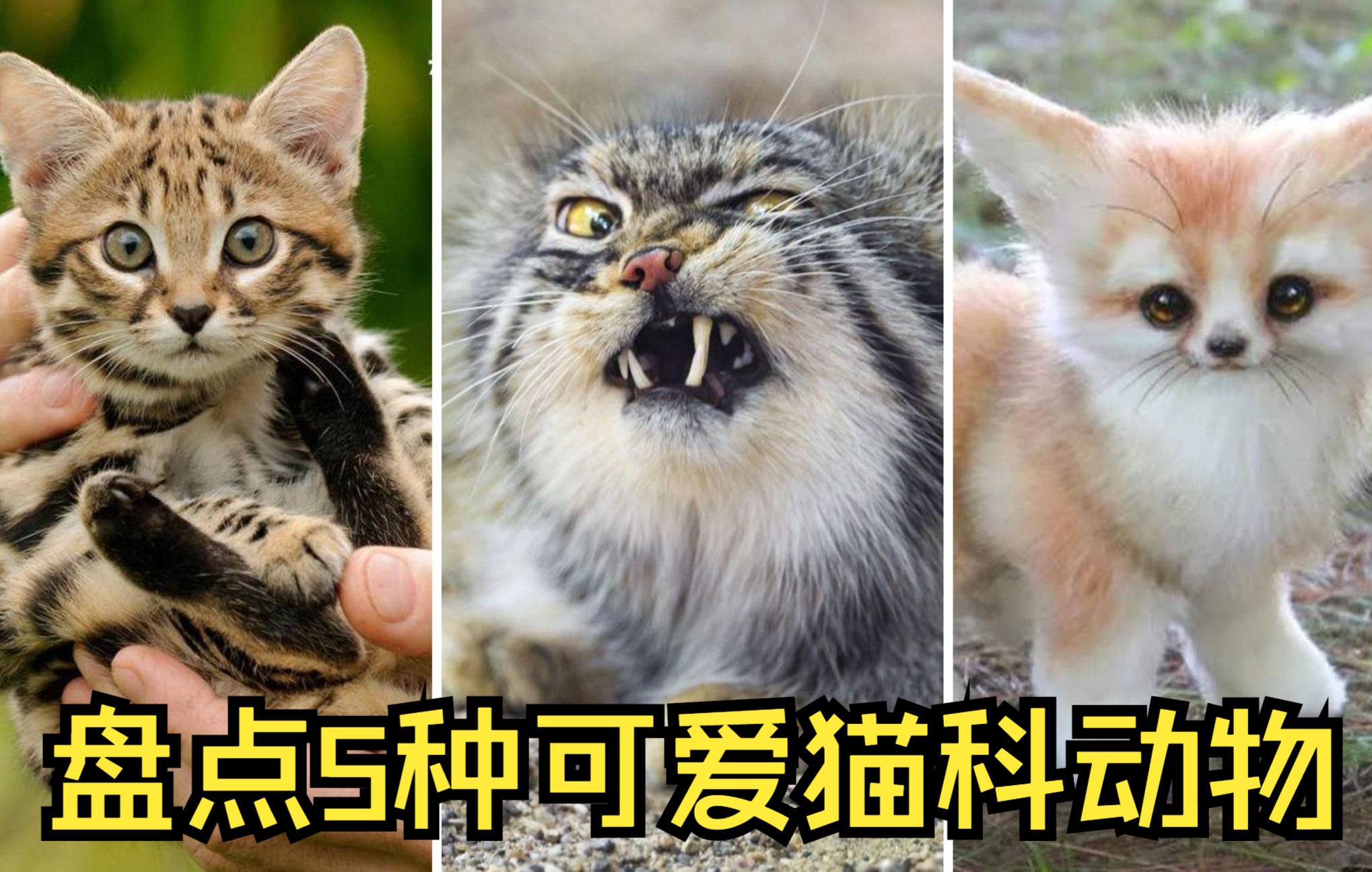 盘点5种可爱的猫科动物,可爱动物盘点哔哩哔哩bilibili