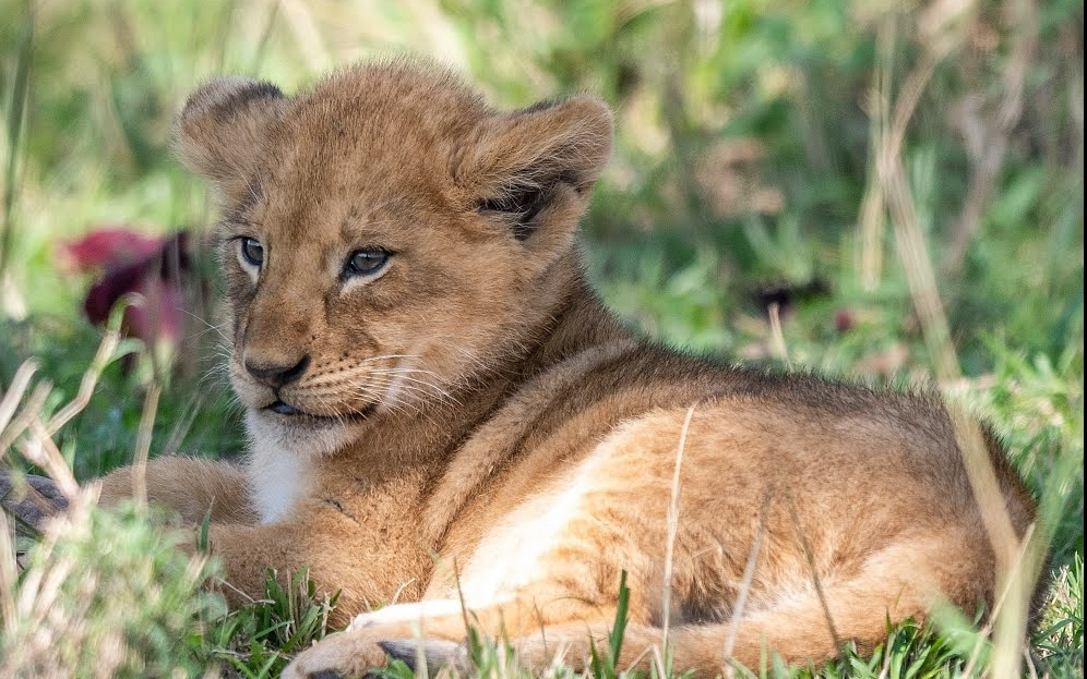 可爱的小狮子宝宝