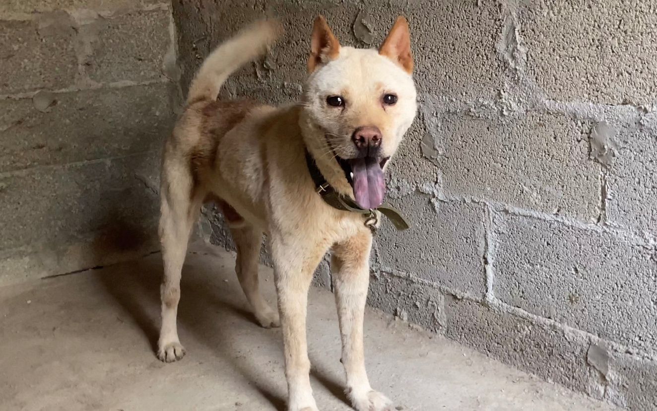 引进种公"虎头"希望能繁育出精品的幼犬拯救本土犬种复兴田园犬