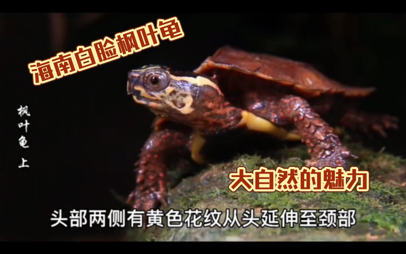 【枫叶龟】漂亮的海南枫叶龟你了解吗?全集_哔哩哔哩_bilibili