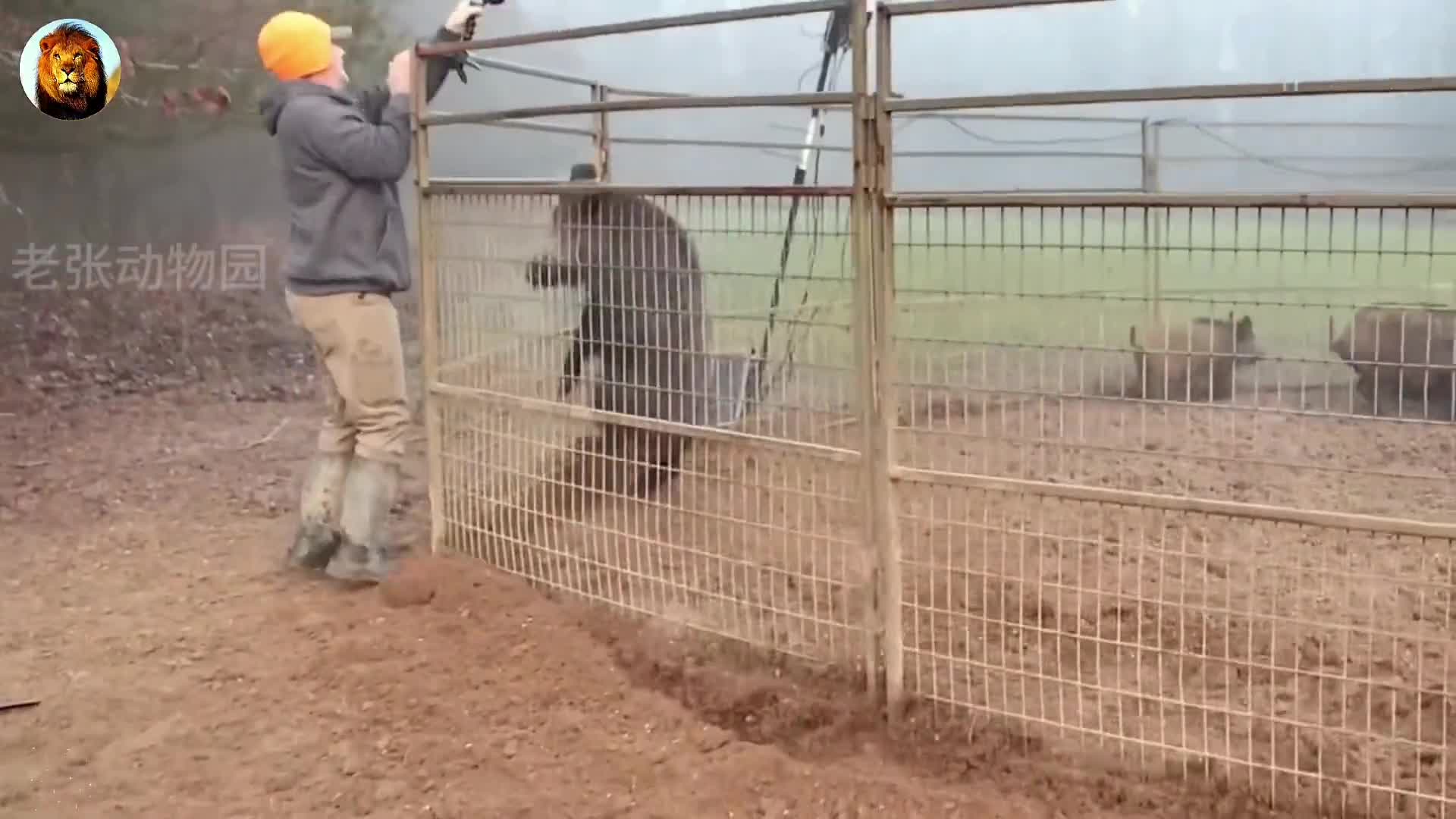 铁笼子捕捉野猪!