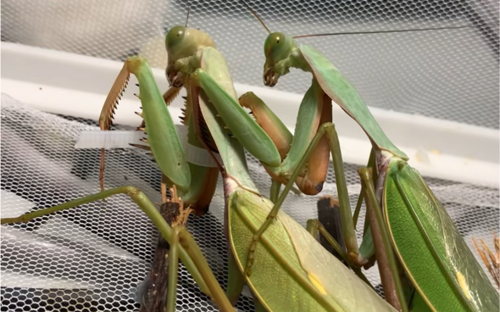 夺嫡菱背螳螂成功上背