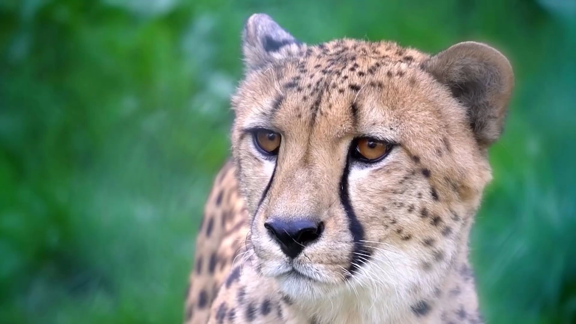 地球上跑的最快的动物top10