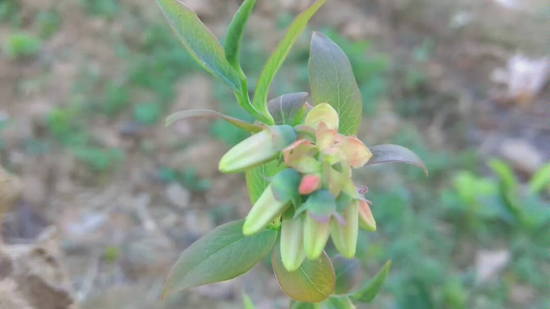 兔眼蓝莓开花图片