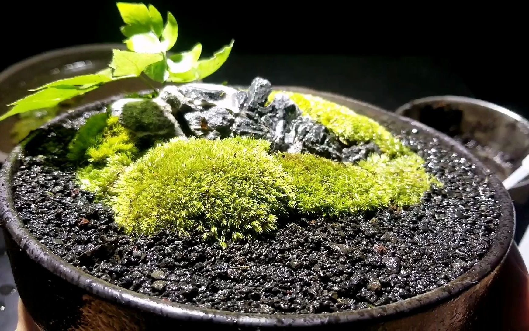 将自然的真谛微缩于方寸之间,diy苔藓微景观,展现对自然的热爱