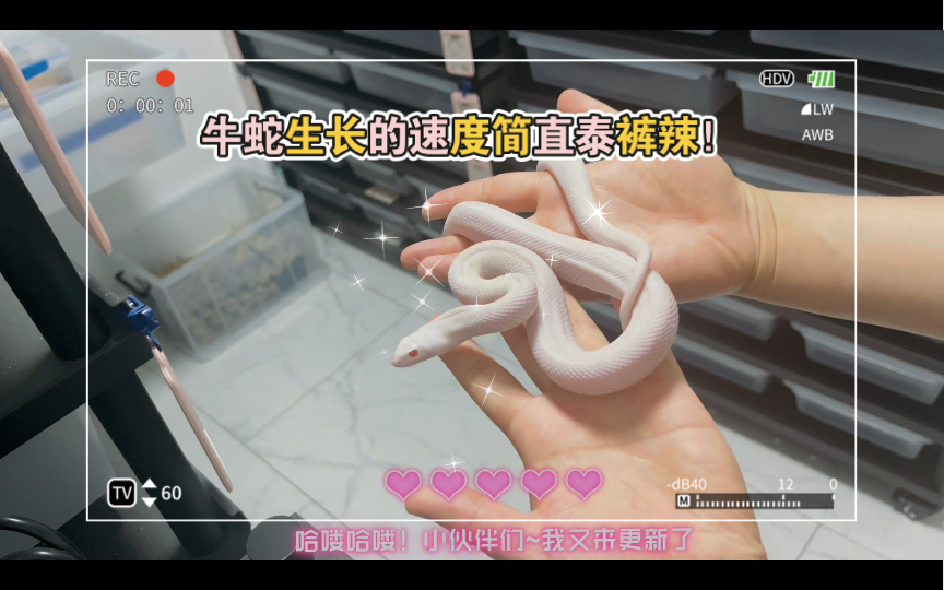 【牛蛇】饲养三个月的牛蛇体重变化有多大!这涨势简直太棒了