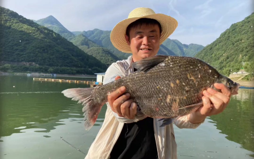野钓巨型鳑鲏.
