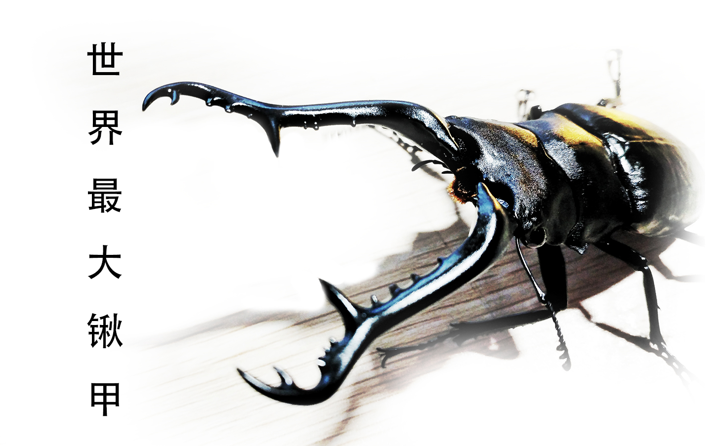 世界最强vs世界最大巴拉望巨扁vs长颈鹿锯锹pgk锹甲甲虫