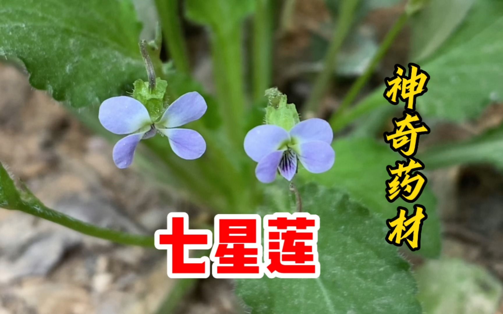 七星莲也叫茶匙黄,有人采来当野菜吃,却不知它也是一种药材?