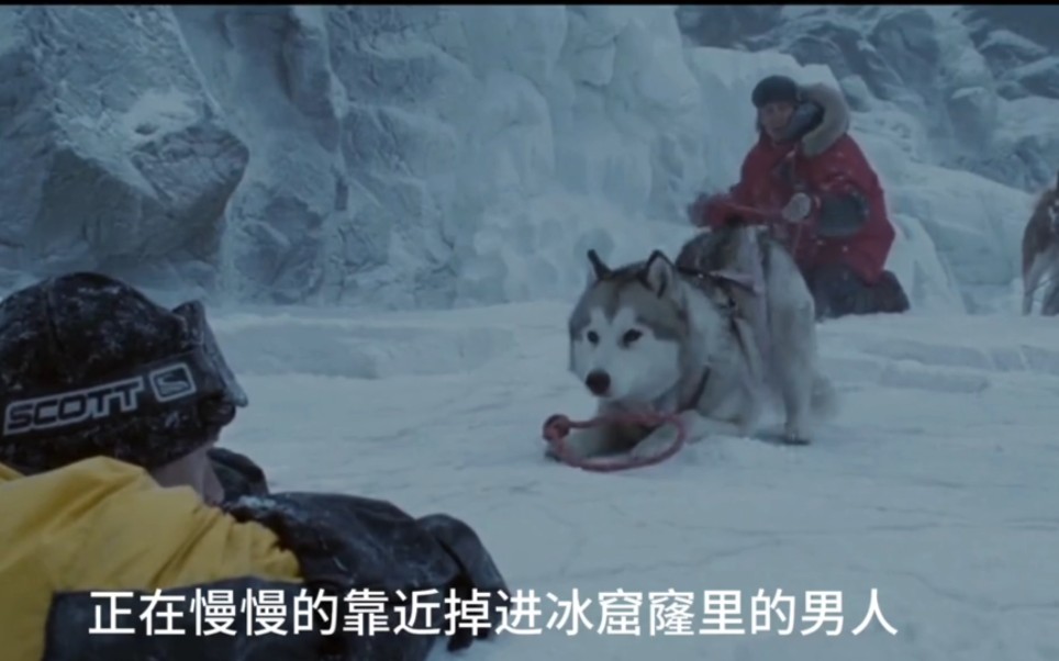 八只雪橇犬电影图片