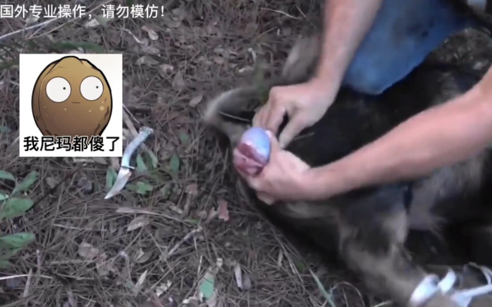 给野猪嘎荔枝,这一定用的是快乐牌刀片吧,我类个乖乖,这过程也太酸爽