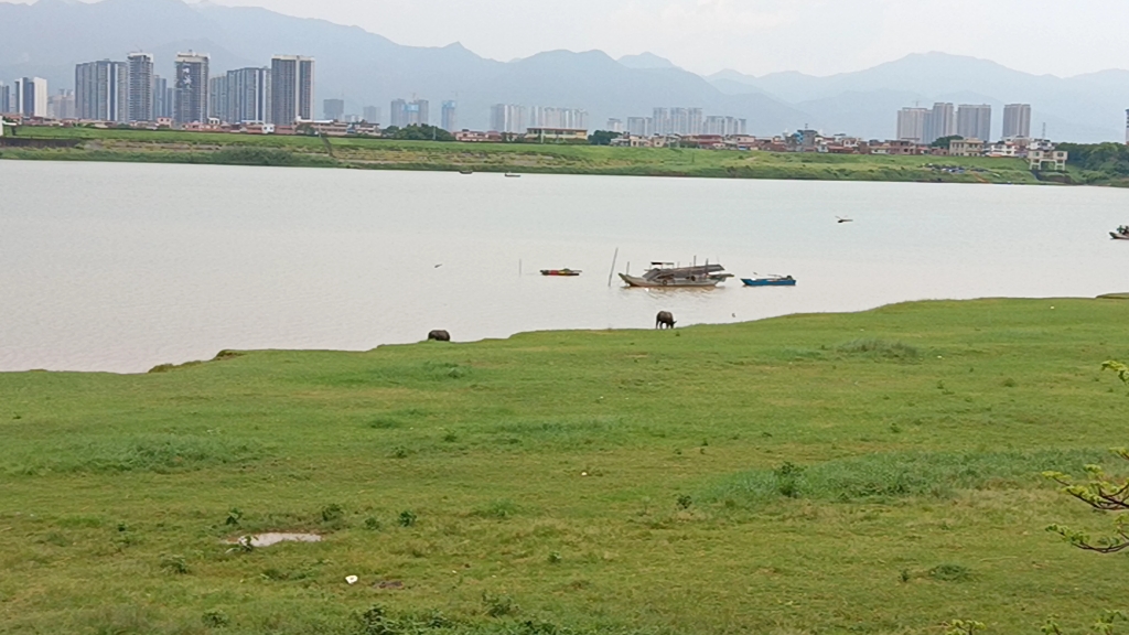 肇庆市鼎湖区广利镇砚洲岛牛哥