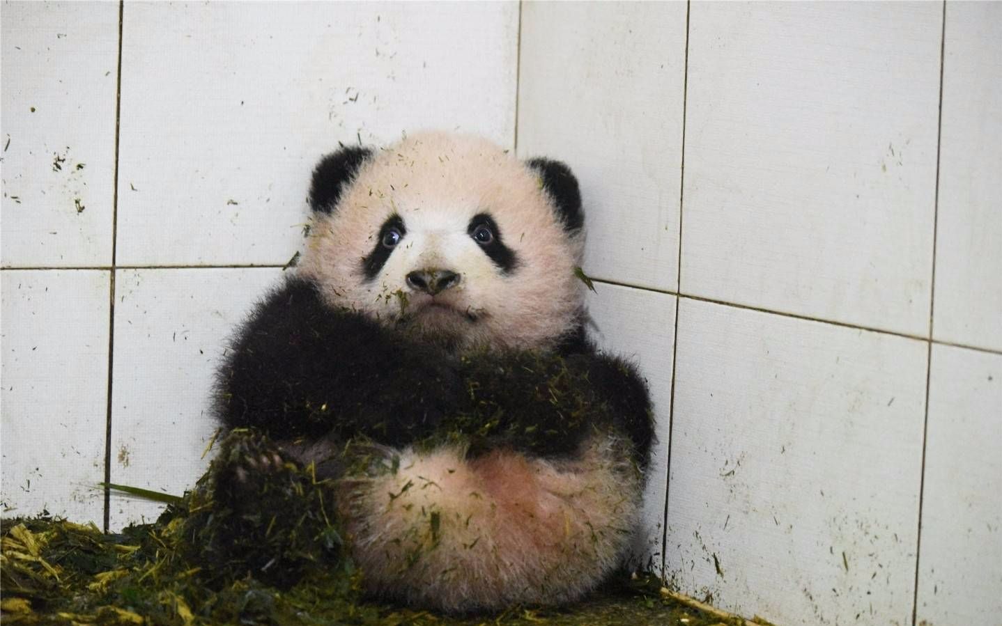 熊猫宝宝胖大海尝试爬杆失败