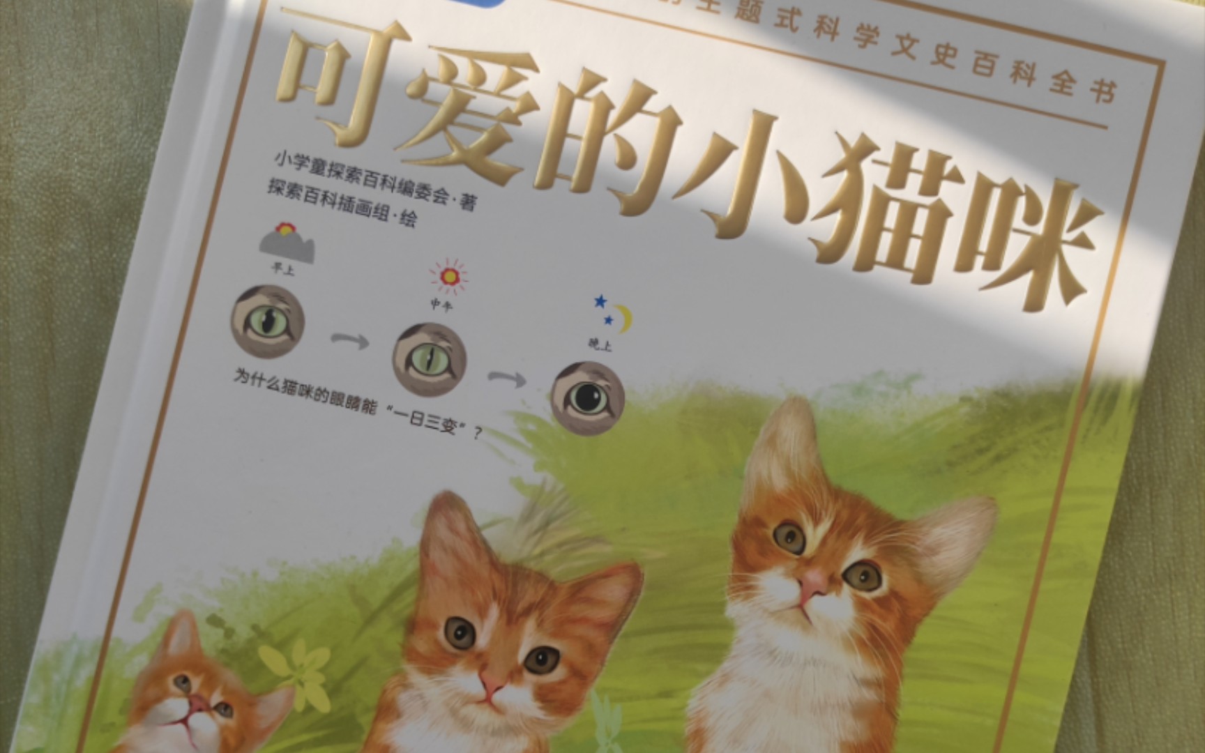 《可爱的小猫咪》读书分享哔哩哔哩bilibili