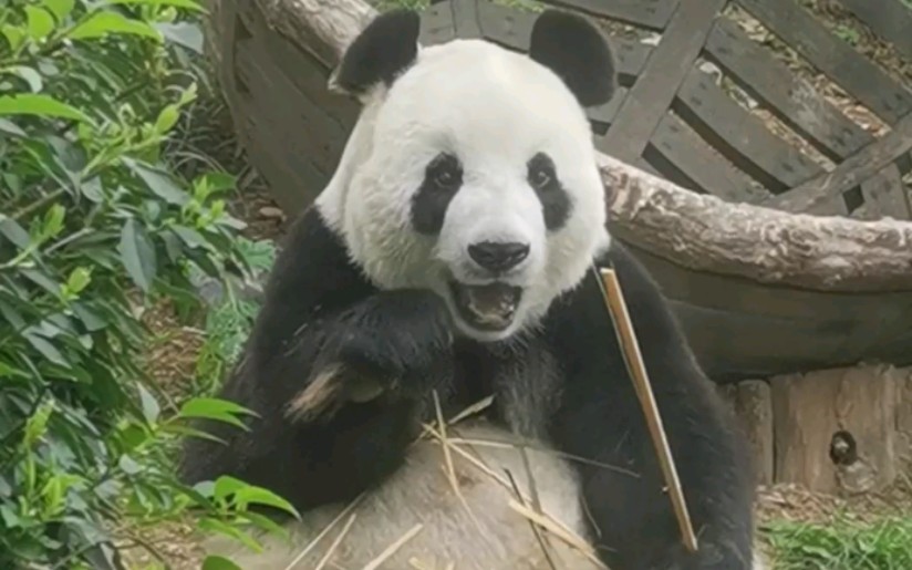 大熊猫飞云一点不像十岁的样子又白又软