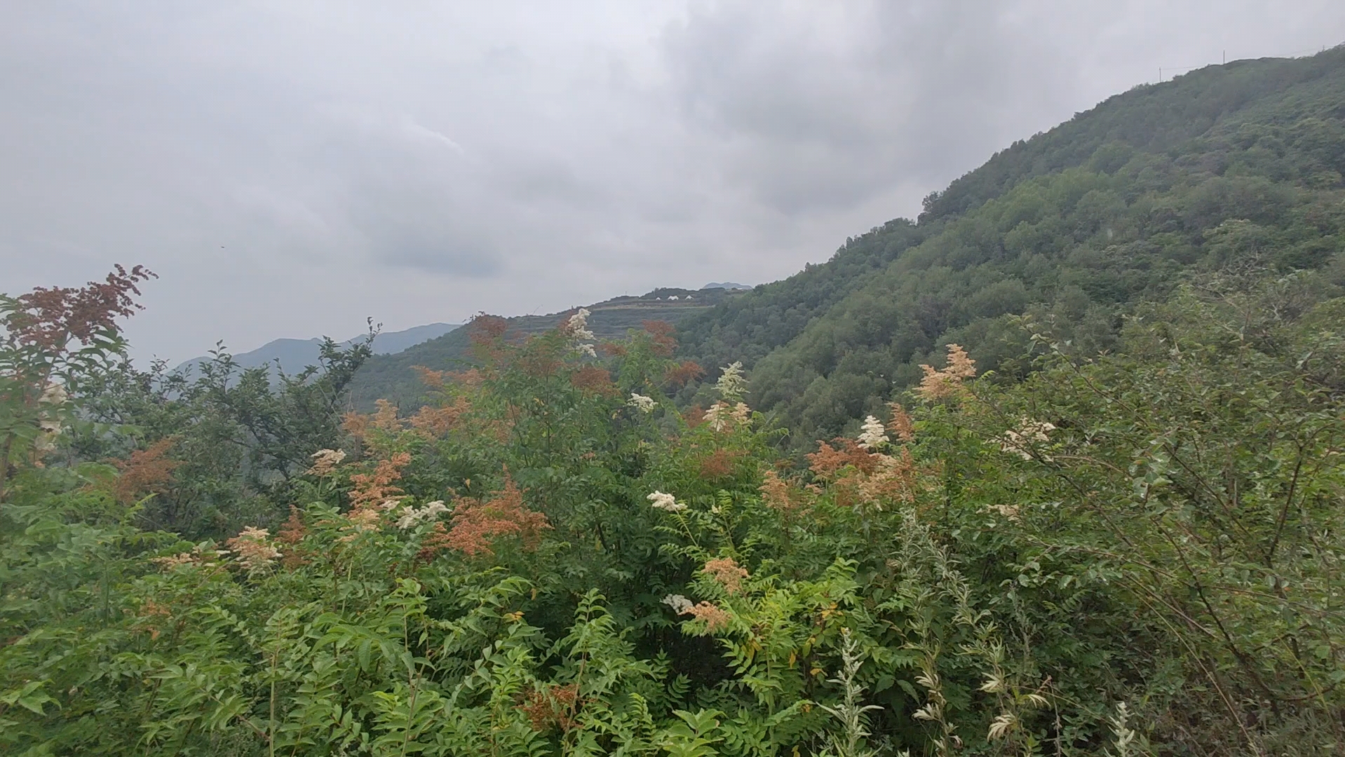 【云顶山景区】一个平平无奇的……长焦