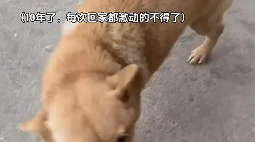 狗狗的脑袋很小，但总把最重要的位置留给你