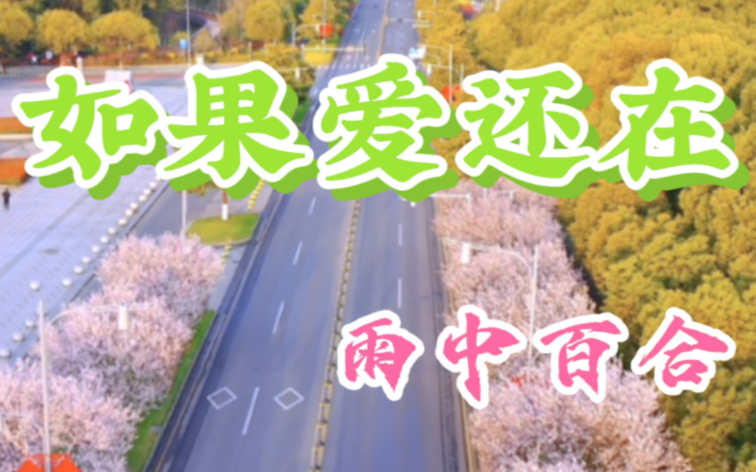 雨中百合如果爱还在这首一亿人下载的歌曲红遍网络