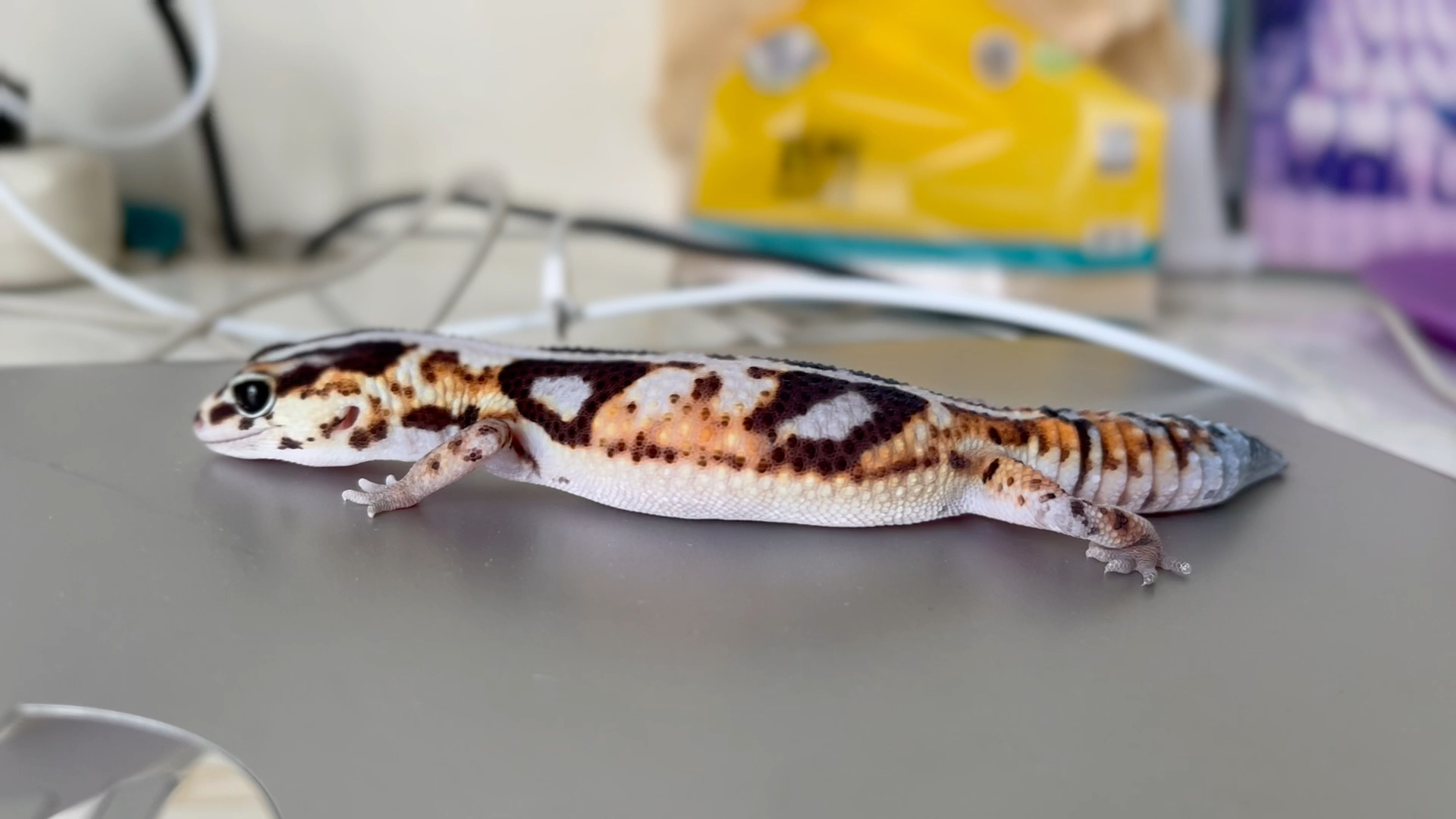 肥尾奶牛_哔哩哔哩_bilibili