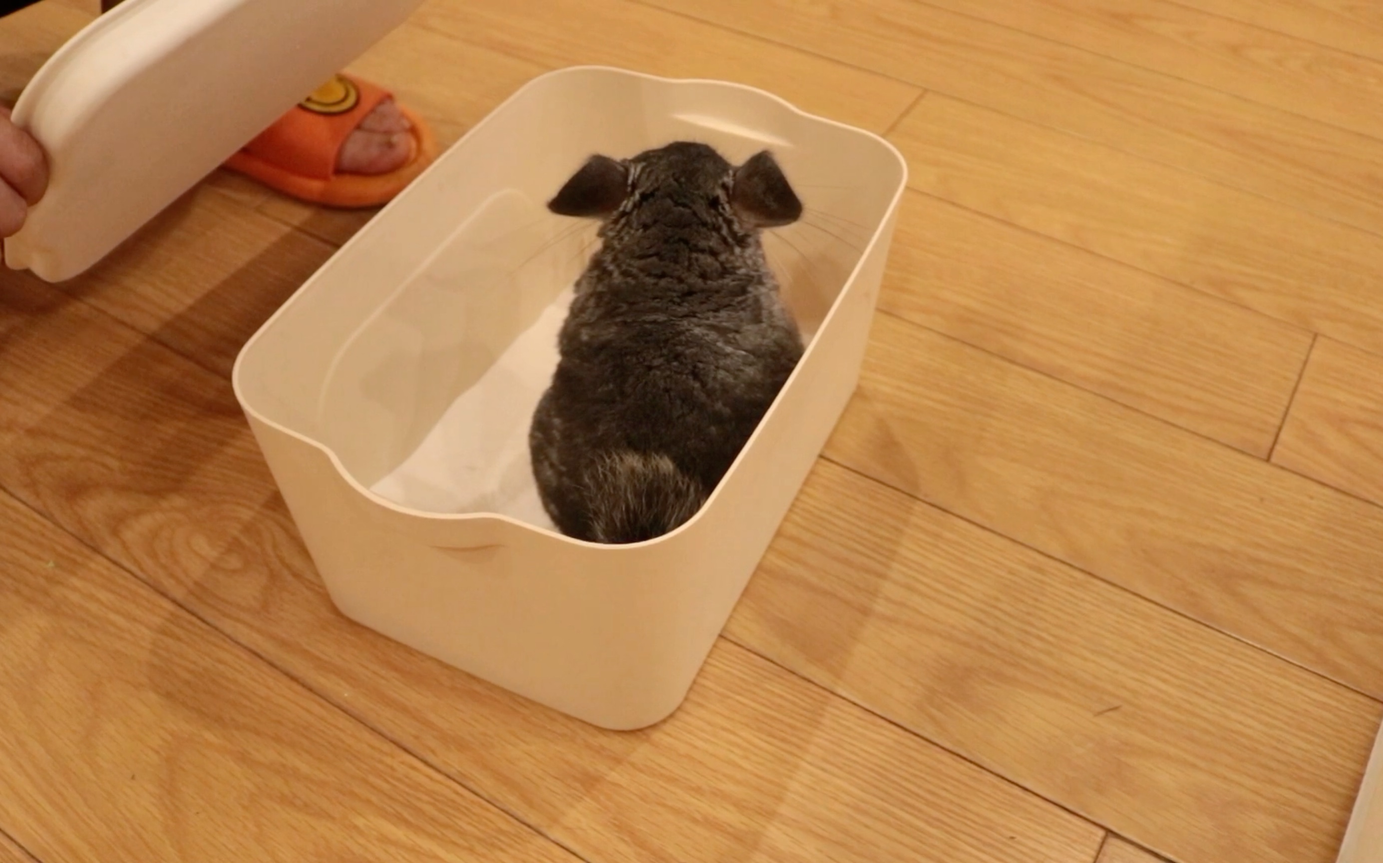 胖子龙猫66洗澡澡,洗白白,滑溜溜