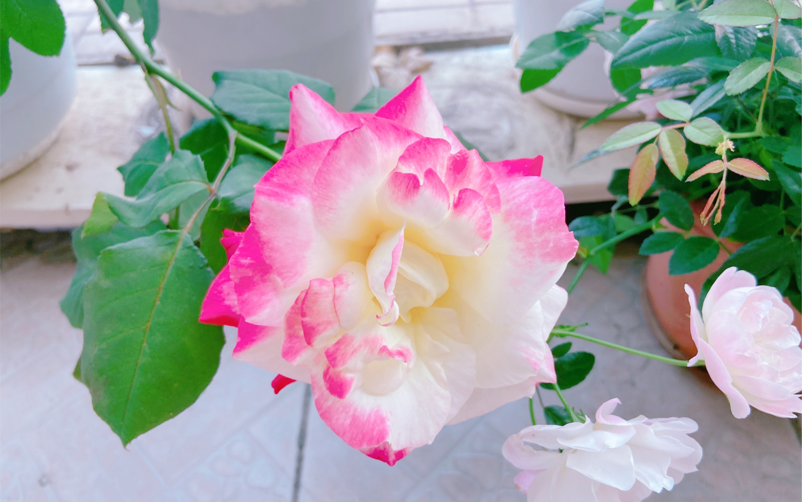 阳光给月季花染色的过程,让人惊叹