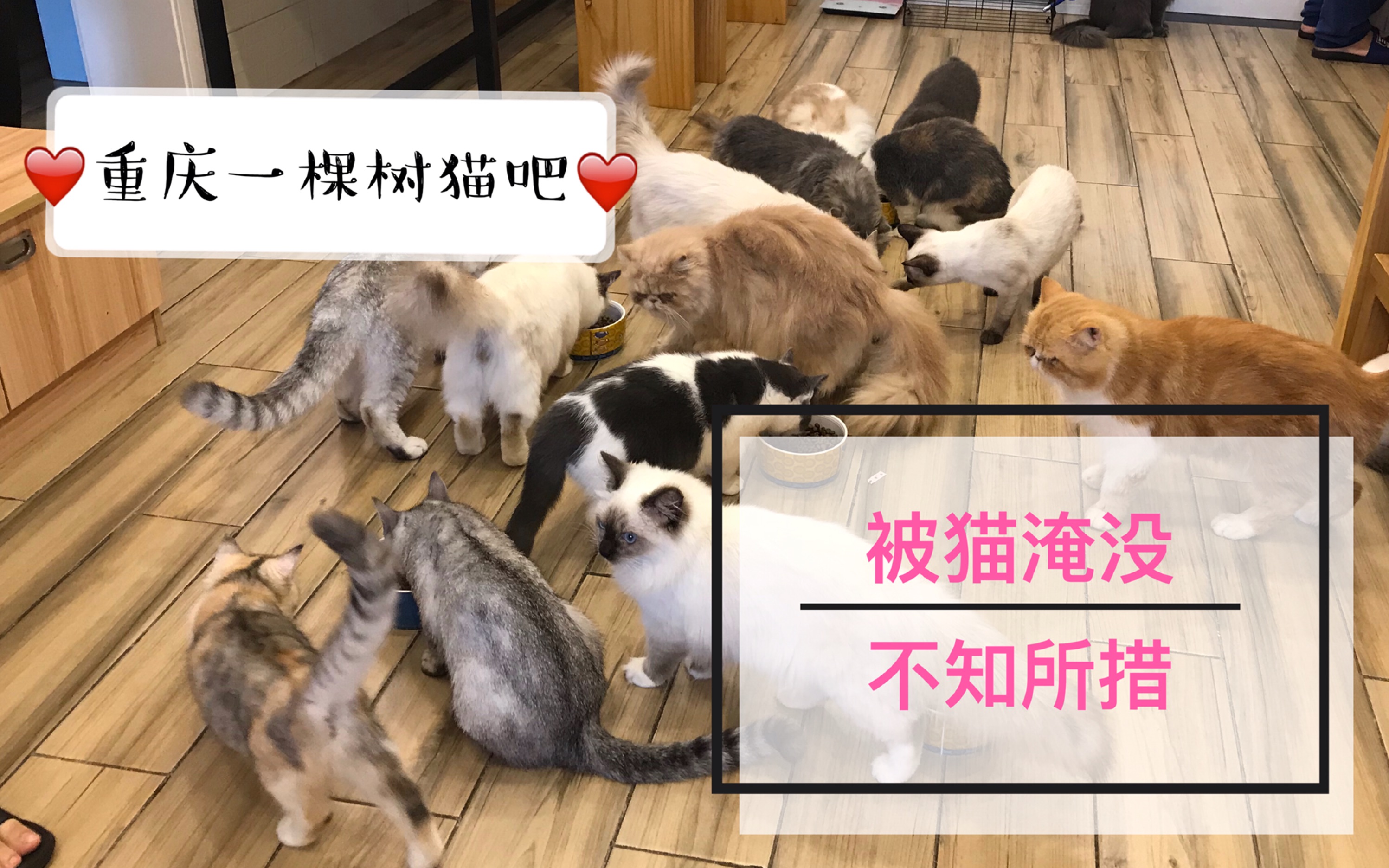 [图]吸猫！重庆观音桥一棵树猫吧 ～被猫淹没，不知所措，猫咪咖啡馆体验游