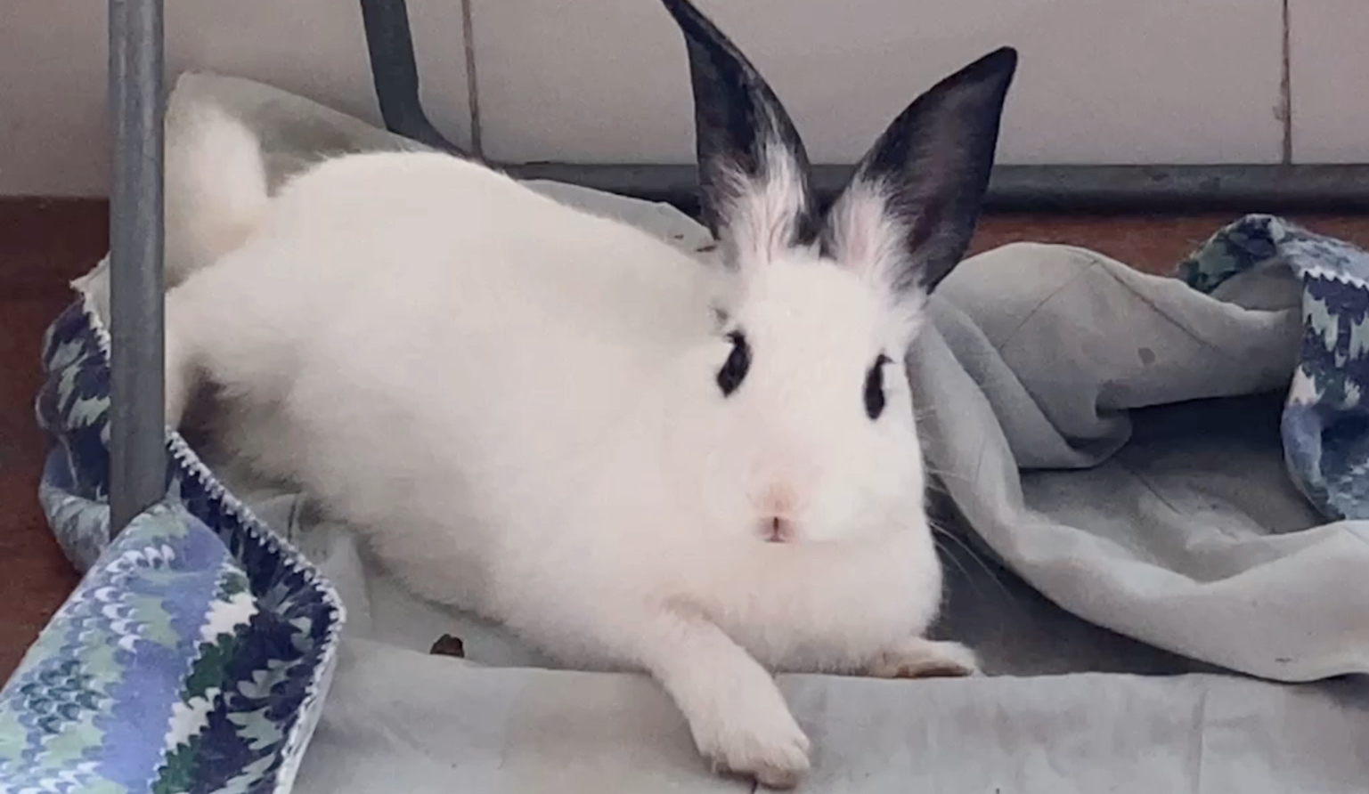 点进来观看兔子午睡的几种姿势:哈哈哈哈好能睡啊,就在自己的小地盘里