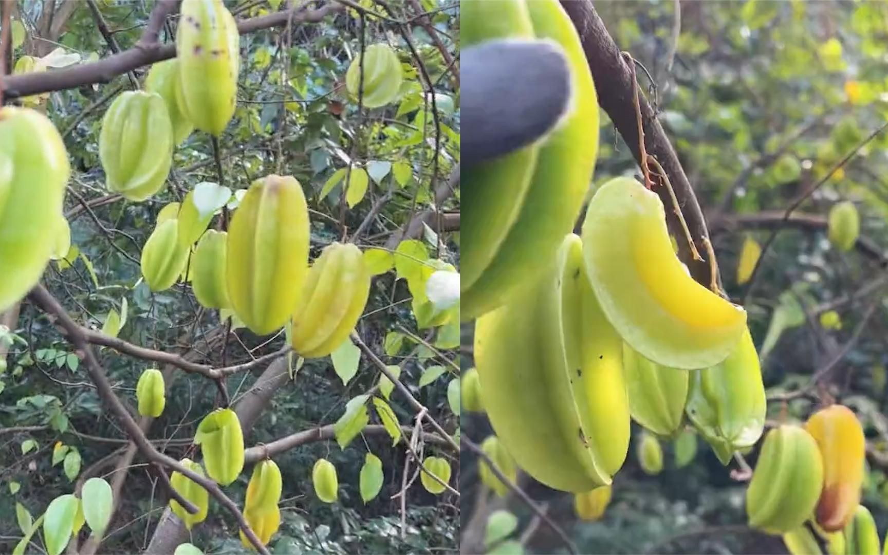 男子山中无意发现野生杨桃树,抬头一看欣喜不已,网友:上麻袋