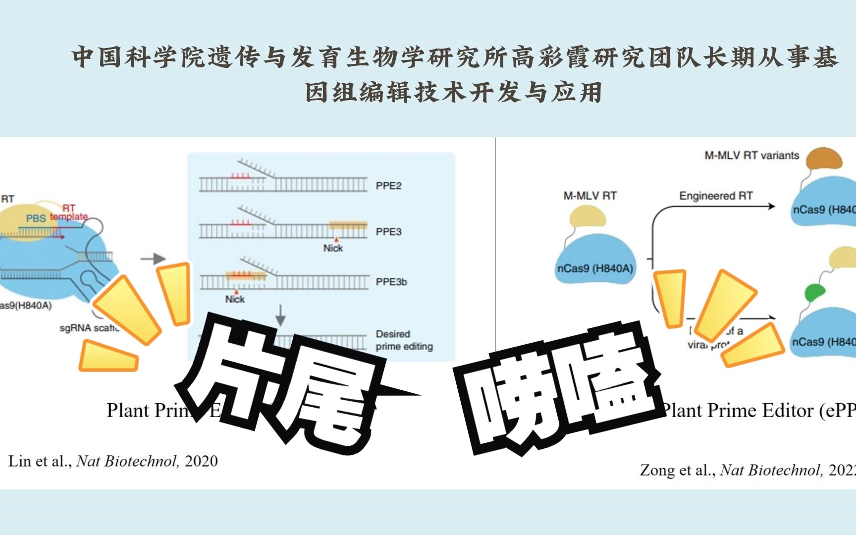 中科院遗传发育所高彩霞研究组开发大片段DNA精准定点插入新工具哔哩哔哩bilibili