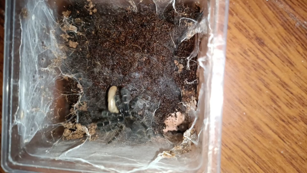 蓝脚巴布,越南活门地老虎,美虹颂,里奥金毛苗子喂食