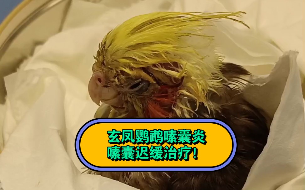 玄凤鹦鹉嗉囊炎嗉囊迟缓治疗!