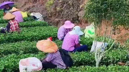 一叶知秋,一茶知味 秋茶又称秋香每个爱茶人的狂欢哔哩哔哩bilibili