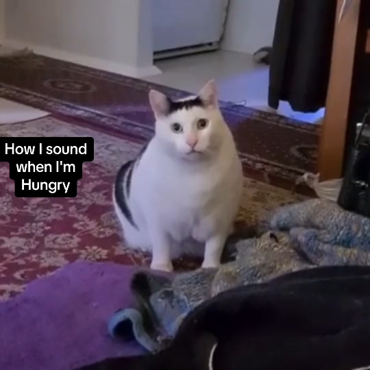 huh cat 懵逼猫原视频