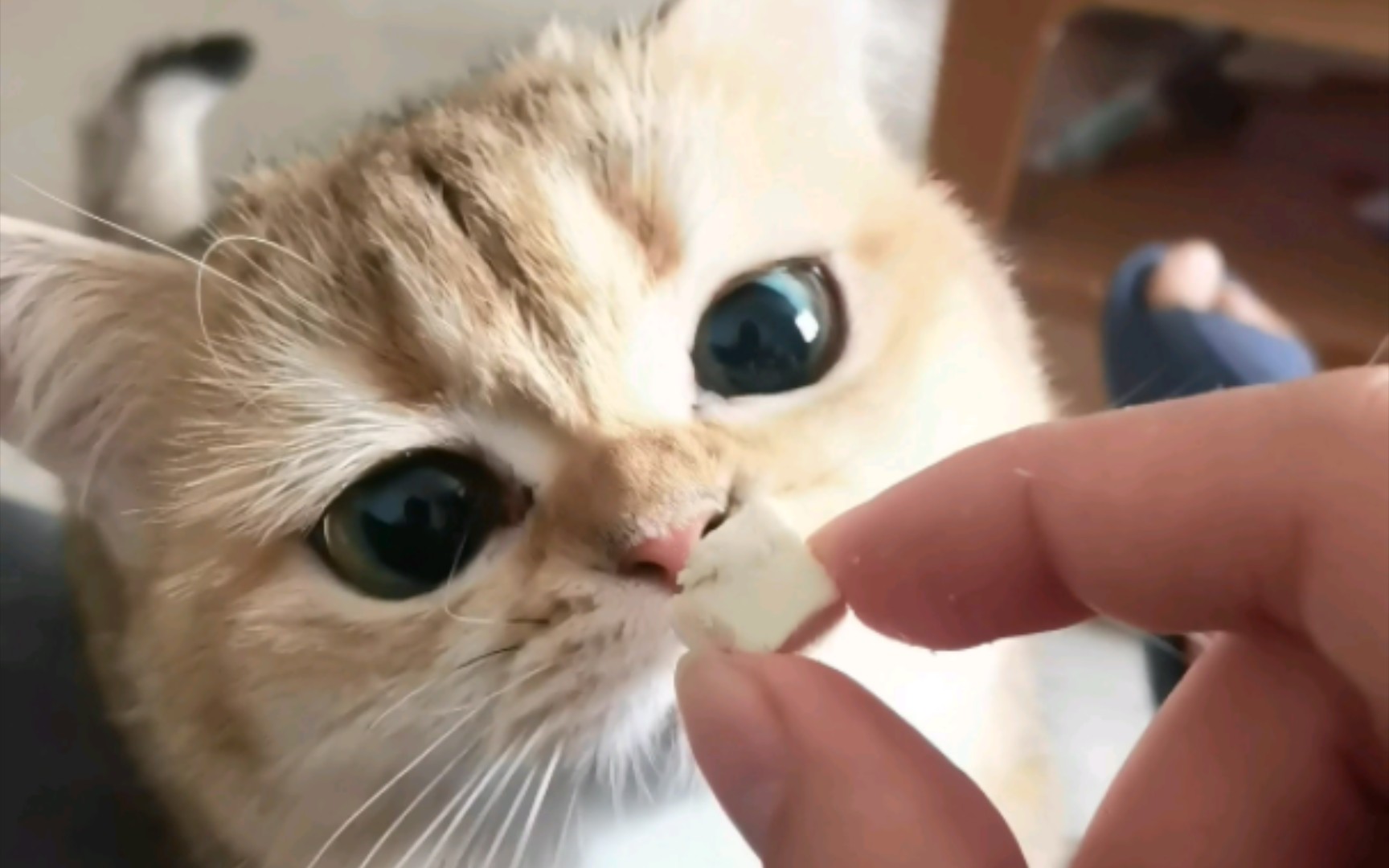 近距离感受小猫咪吃零食