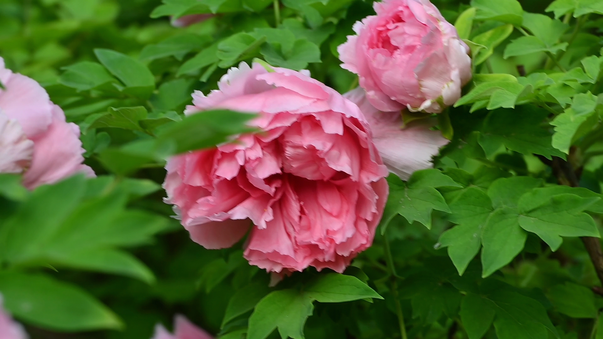 牡丹视频写真系列《粉红牡丹》