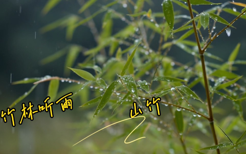 竹林听雨by山竹哔哩哔哩bilibili