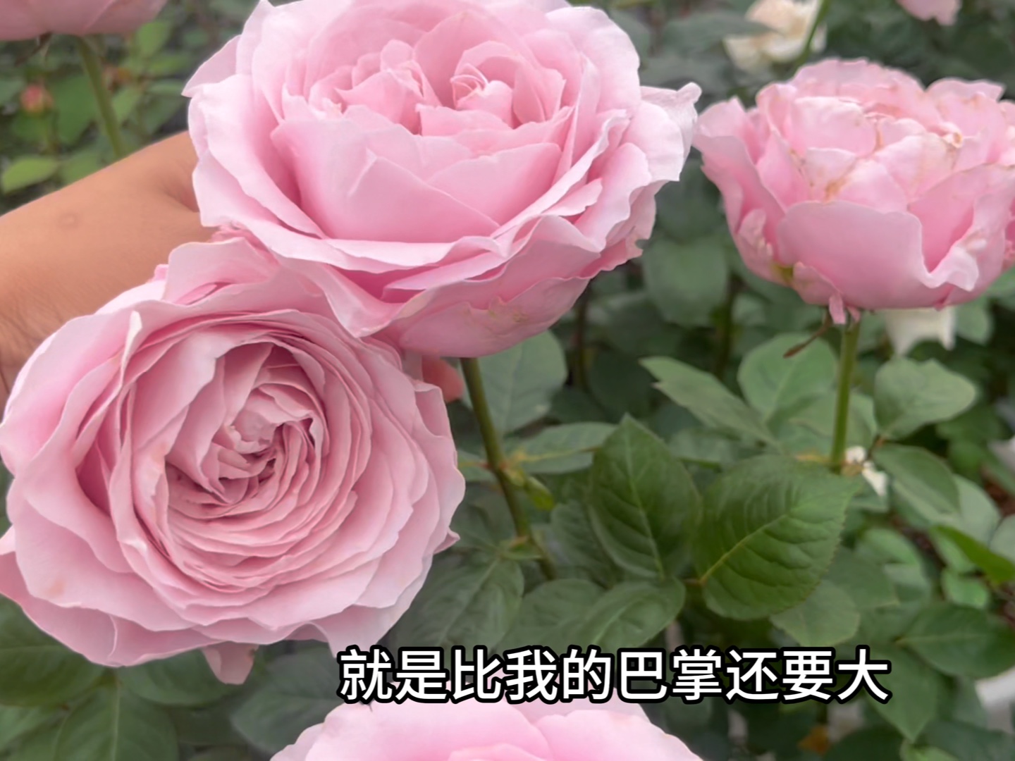 花头巨大的切花四花哔哩哔哩bilibili