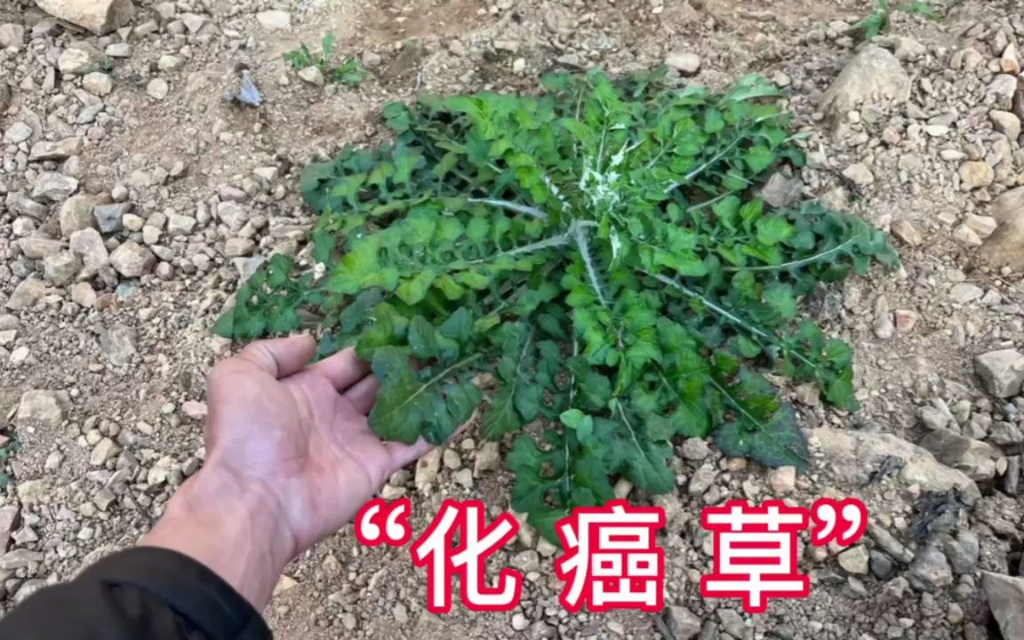 化儿草作用图片