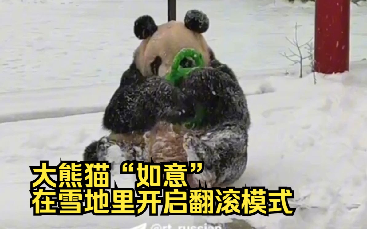 旅俄大熊猫“如意”雪地里打滚,萌态尽显哔哩哔哩bilibili