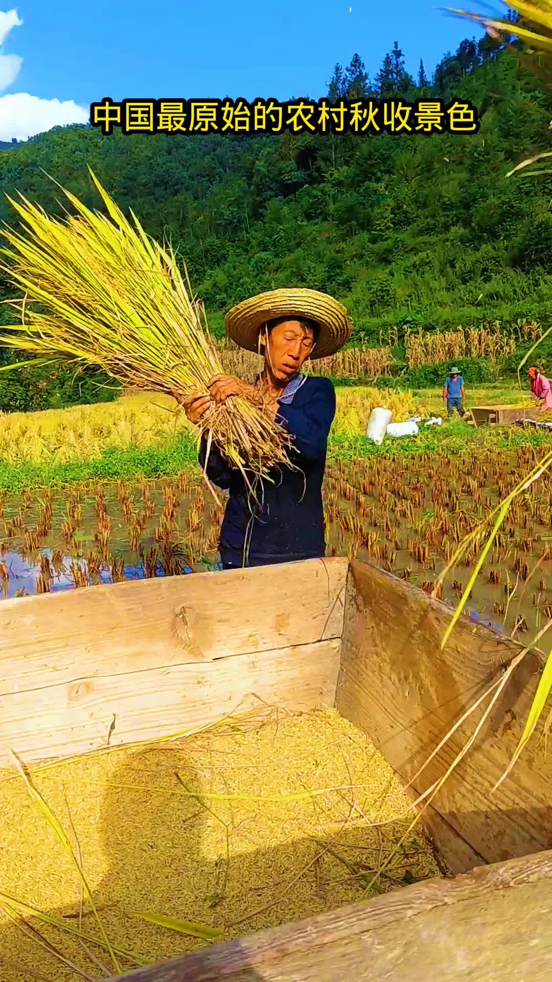 农村金色秋收季节哔哩哔哩bilibili