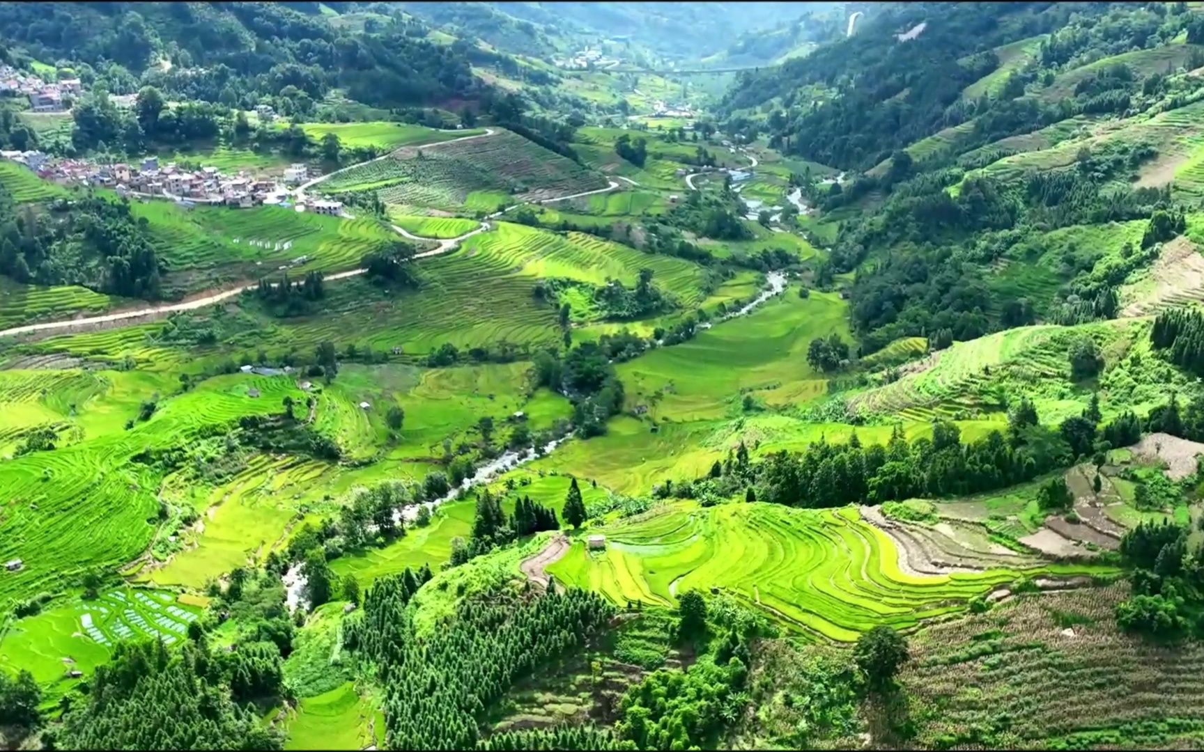 青绿为底 金黄渐染!云南红河金平万亩梯田迎来丰收季