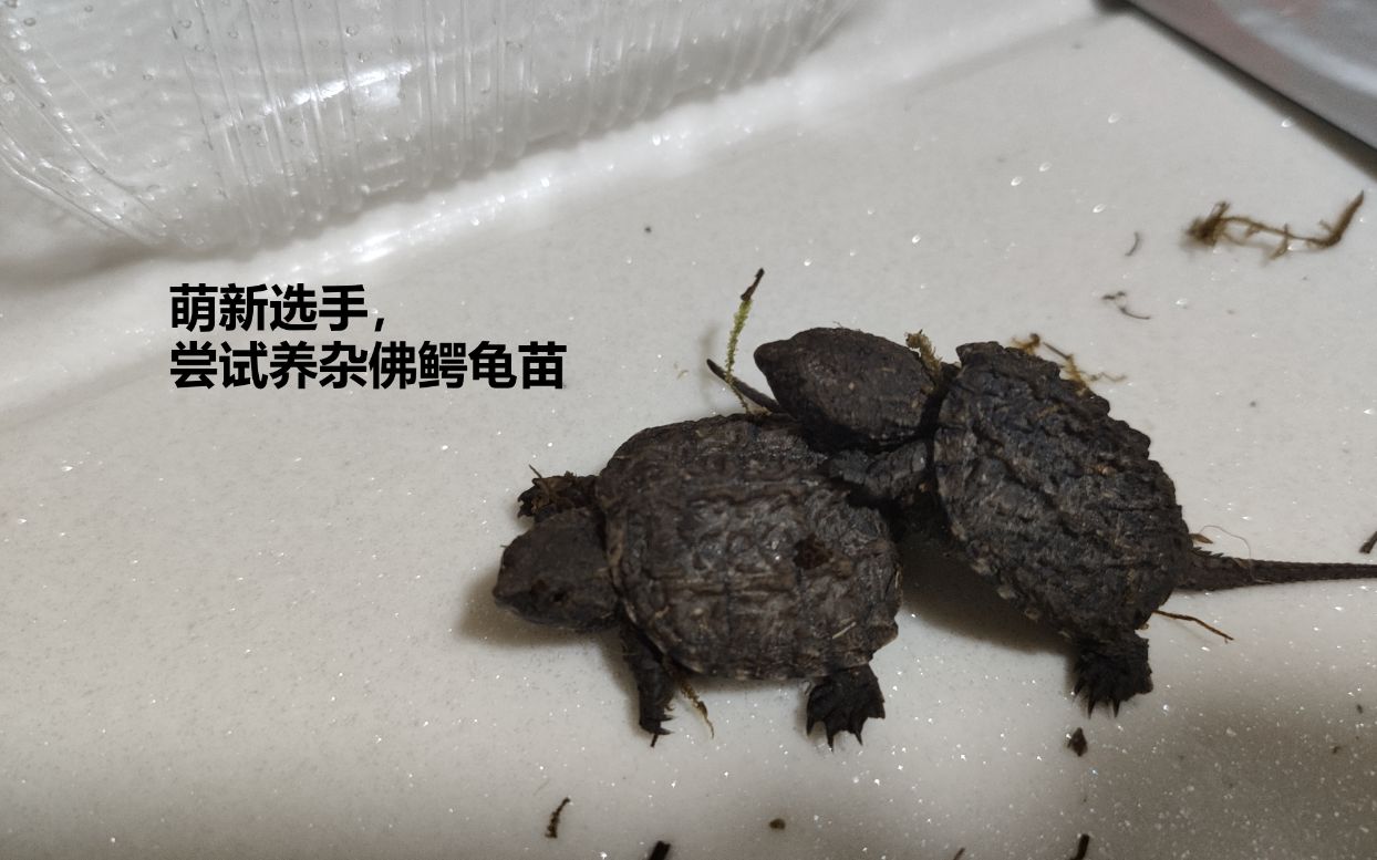 萌新尝试养杂佛鳄龟苗嘻哈哈杂佛小鳄龟