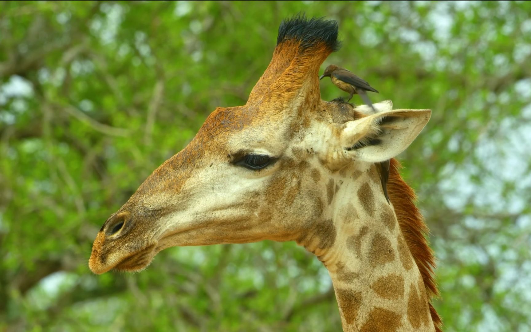 dolby vision - colorfully dynamic animal 杜比视觉-彩色动态动物-2