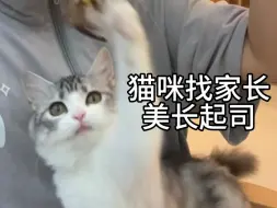 Tải video: 稀有品种猫—美长起司 义乌找家长！#领养代替购买 #猫咪 #美短 #长毛猫