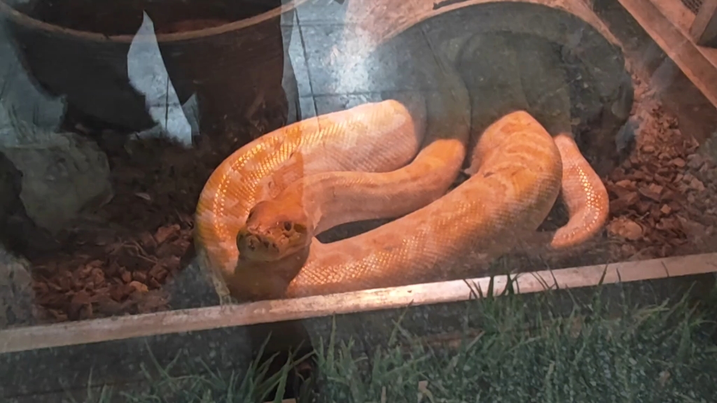 北京动物园的黄金蟒