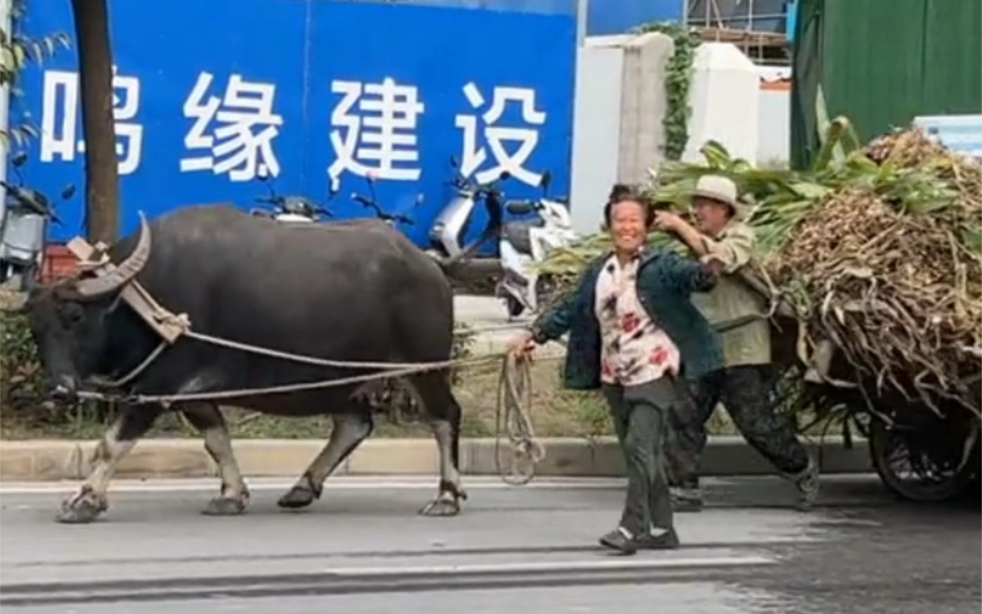 [图]9月20日，江苏淮安。大爷大妈赶着牛拉农作物进城，看到路人挥挥手开心打招呼。网友：大妈昂首挺胸，像得胜的将军！