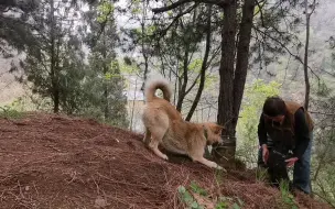 Скачать видео: 终南山小院的花越来越多，装扮山居生活的同时，让人心情愉悦