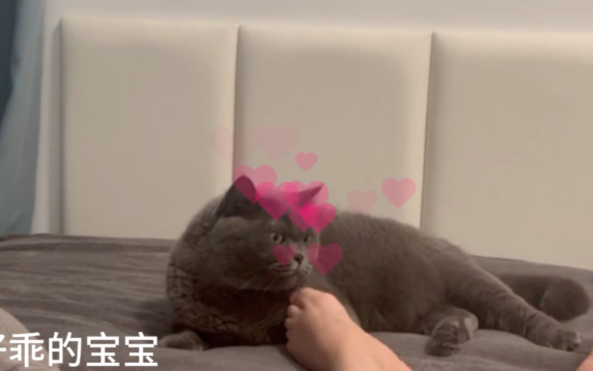 当猫在睡觉 你挠它脚底哔哩哔哩bilibili