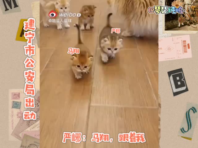 [图]【破云吞海代餐】猫猫狗狗那些事儿啦