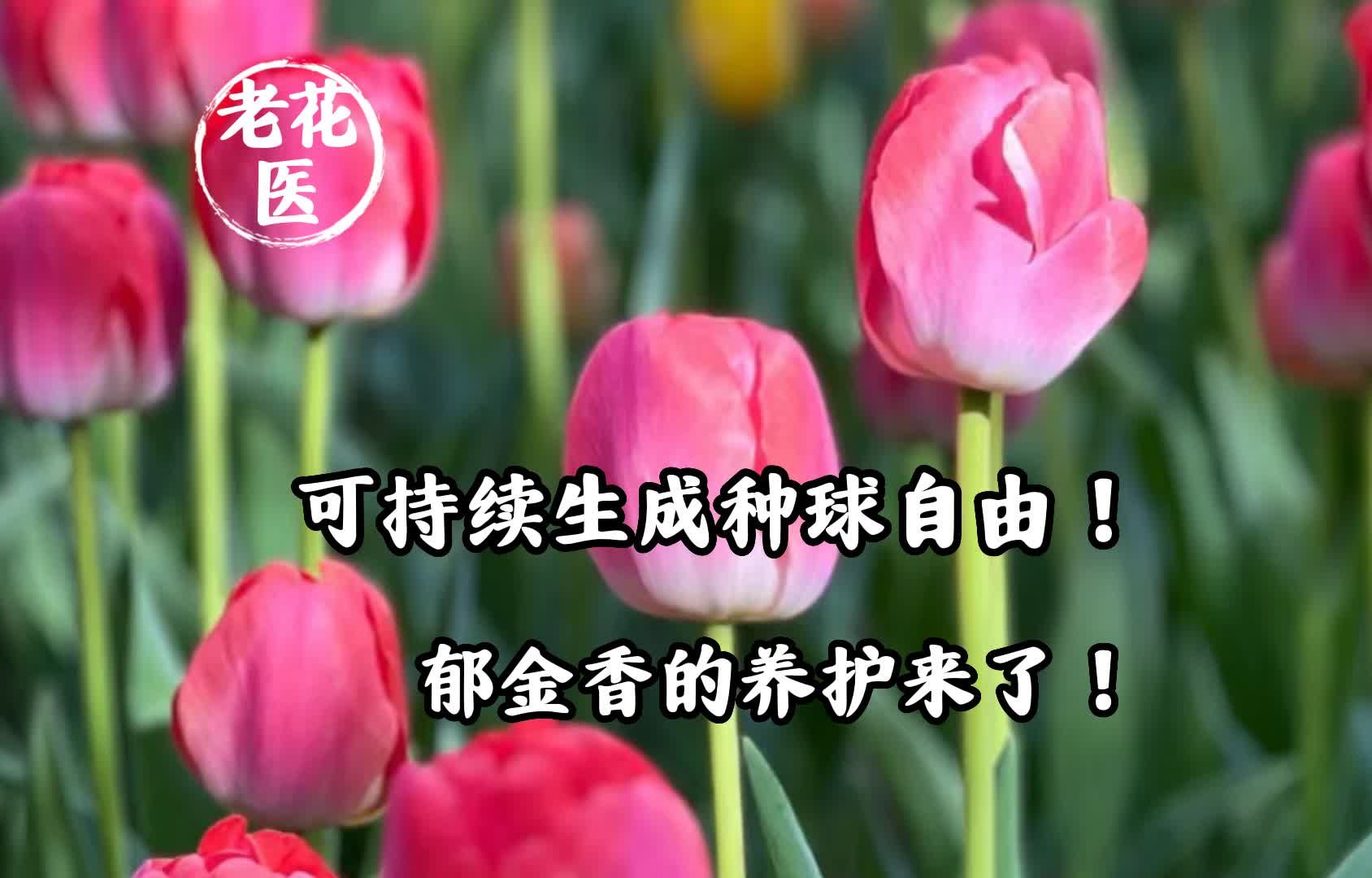 可持续生成种球自由!郁金香的养护来了!哔哩哔哩bilibili